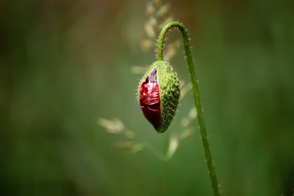 Rode lente papaver knop — Stockfoto