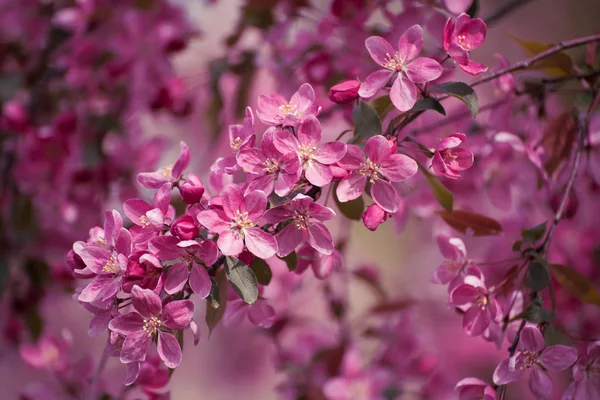 Rote Apfelblüten — Stockfoto