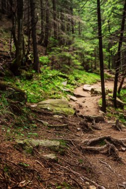 Kuzey İskandinav Ormanı