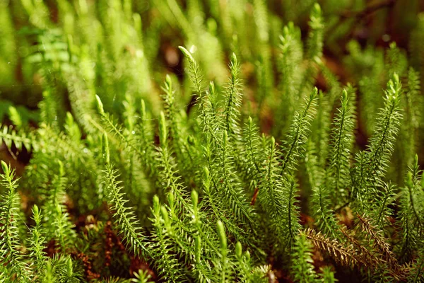 Yeşil yosun arkaplanı — Stok fotoğraf