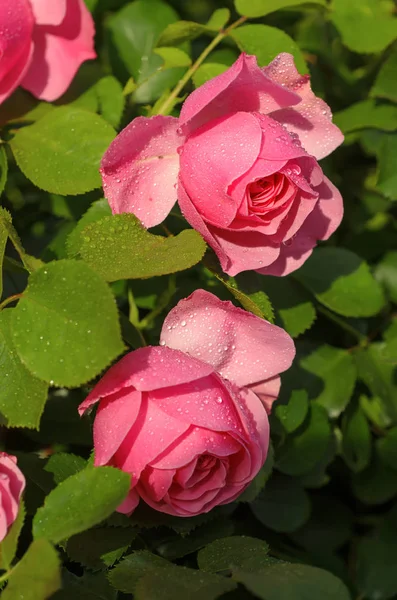 Pembe gül bahçesi — Stok fotoğraf