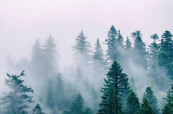 Nebelige Berglandschaft — Stockfoto