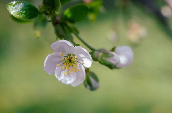 Cadre de fleurs de cerise — Photo