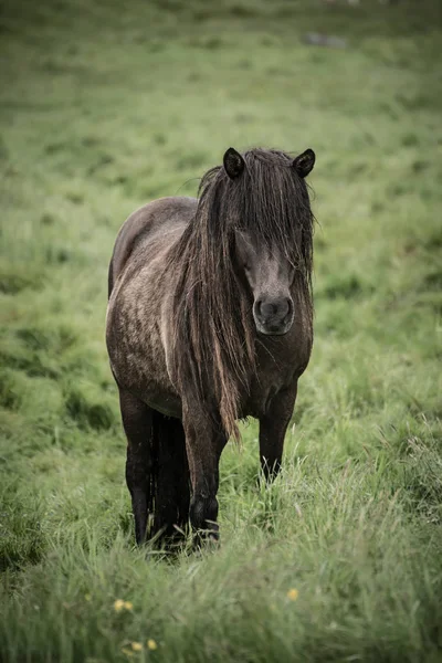 Cavalo iceládico único — Fotografia de Stock