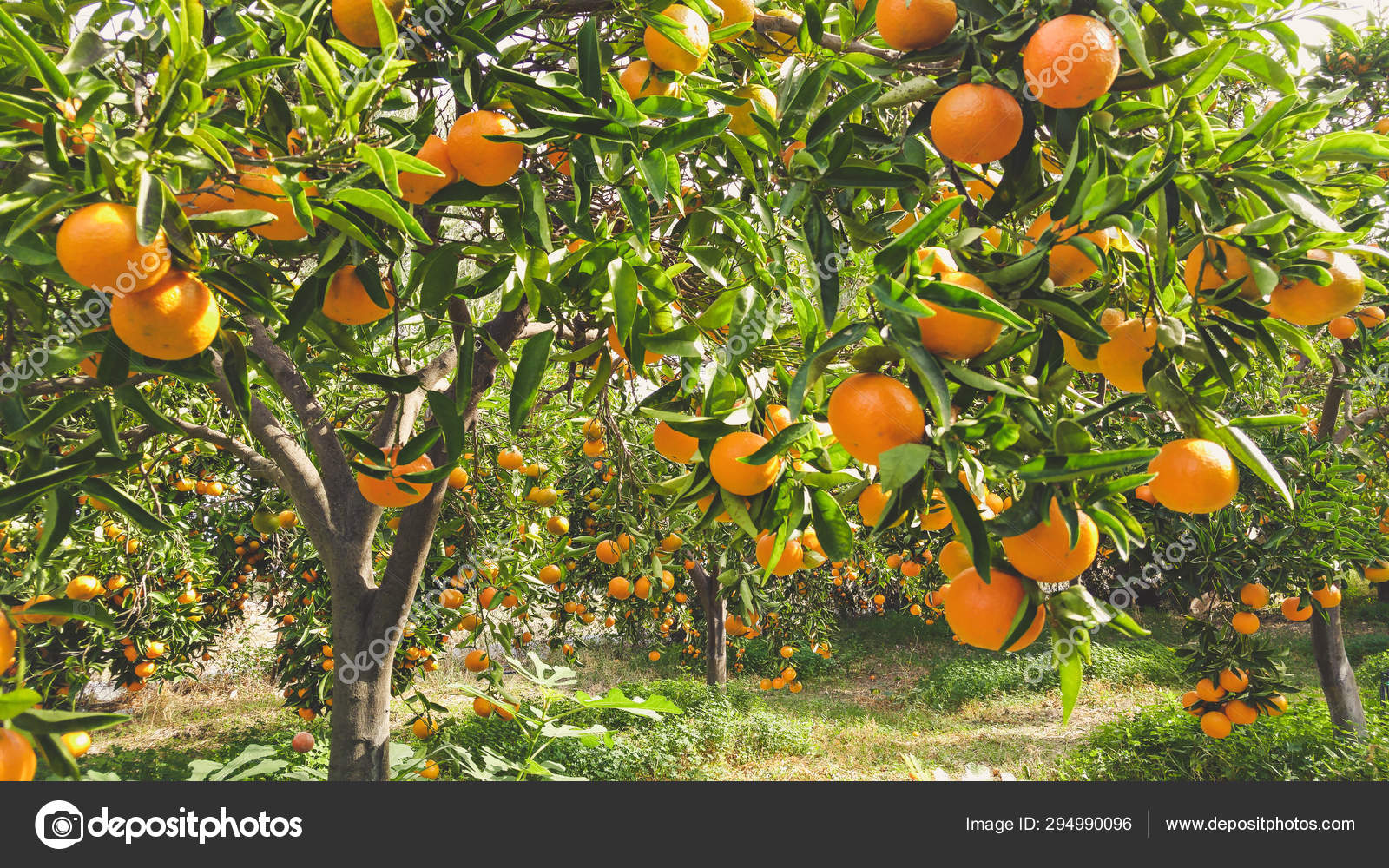 Tangerine sunny garden Stock Photo by ©Roxana 294990096