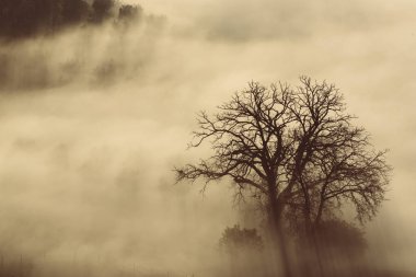 Siste tek bir ağaç