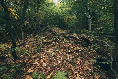 Güzel sonbahar manzarası