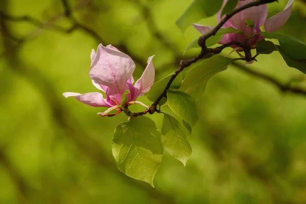 Magnolia wiosenne kwiaty — Zdjęcie stockowe