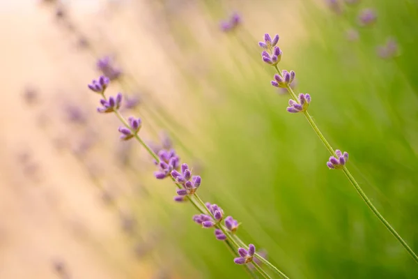 Lavendelvakre blomster – stockfoto