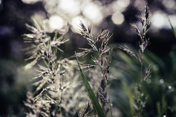 Přírodní abstraktní slunné pozadí — Stock fotografie