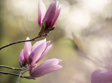 Magnolia bahar çiçekleri