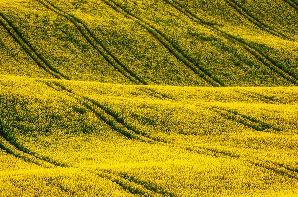Рапсовое желтое поле весной — стоковое фото