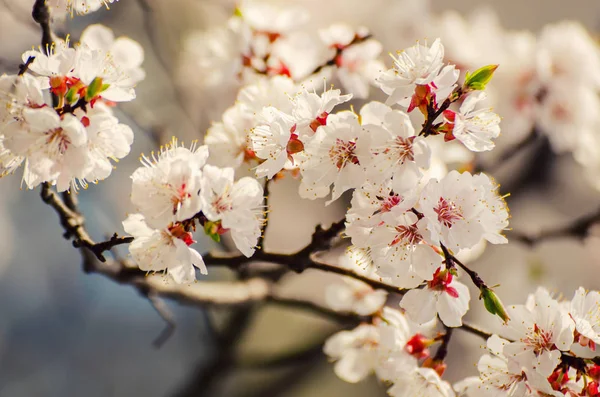 Abrikozenboom bloem — Stockfoto