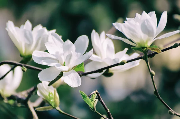 मॅग्नोलिया वसंत ऋतु फुले — स्टॉक फोटो, इमेज