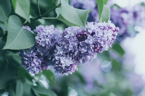 Spring bunga ungu — Stok Foto