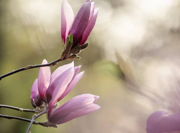 Magnolia flores da primavera — Fotografia de Stock