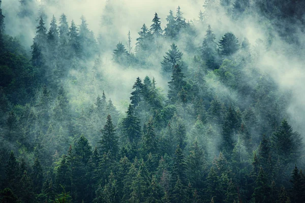 Paesaggio di montagna nebbioso — Foto Stock