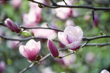 Magnolia bahar çiçekleri