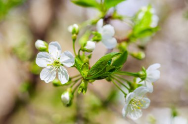 Kiraz çiçekleri çerçevesi