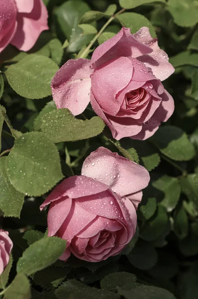 Jardin de roses roses — Photo