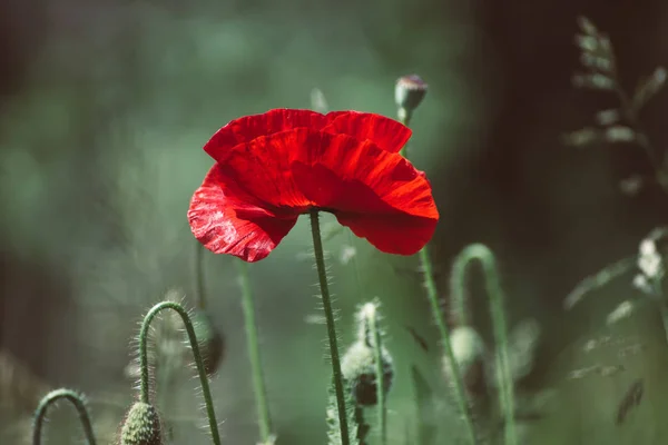 Papavero di primavera rosso — Foto Stock