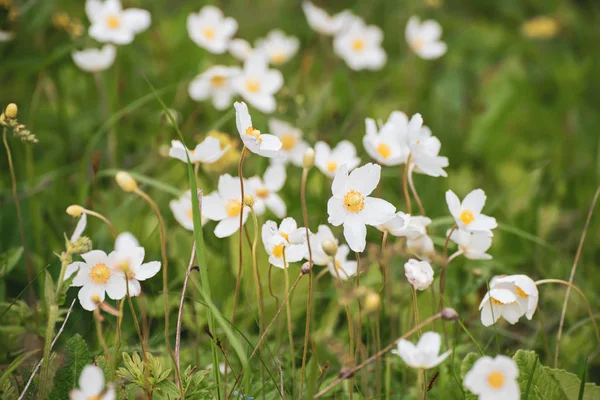 Fleurs blanches d'anémone — Photo