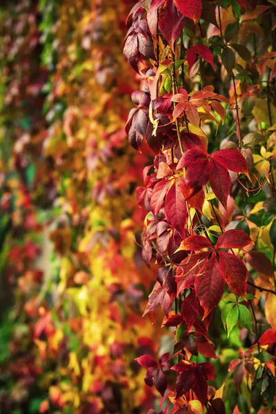 Uva selvatica foglie rosse — Foto Stock