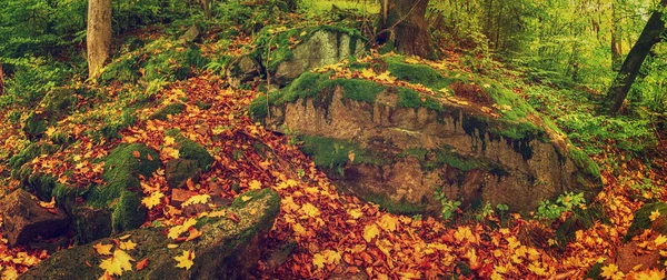 美しい秋の風景 — ストック写真