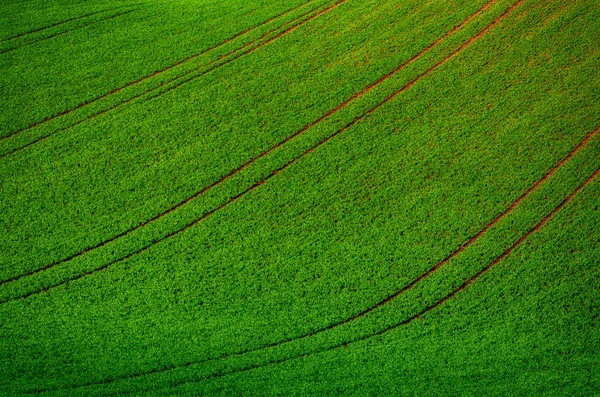 Fondo de campo de hierba verde — Foto de Stock