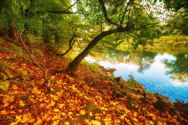 Güzel sonbahar manzarası