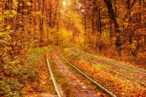 Carriles en el bosque — Foto de Stock