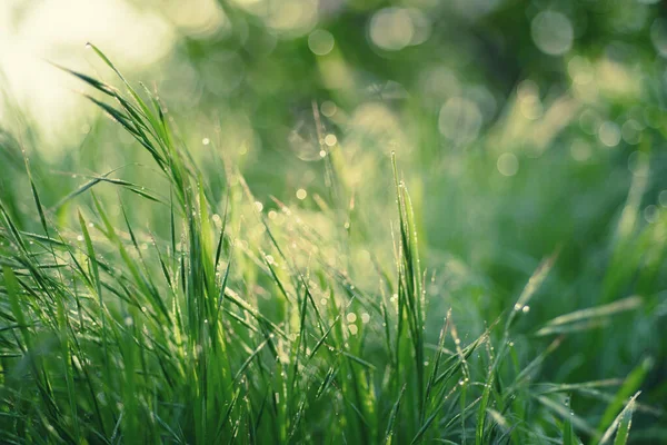 Naturlig abstrakt bakgrund — Stockfoto