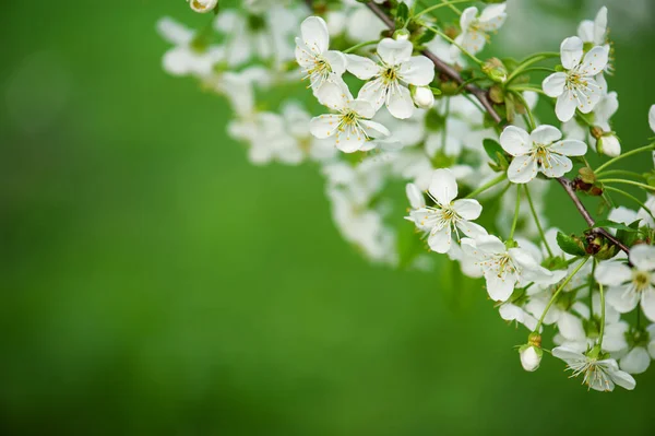 Kersen bloemen frame — Stockfoto