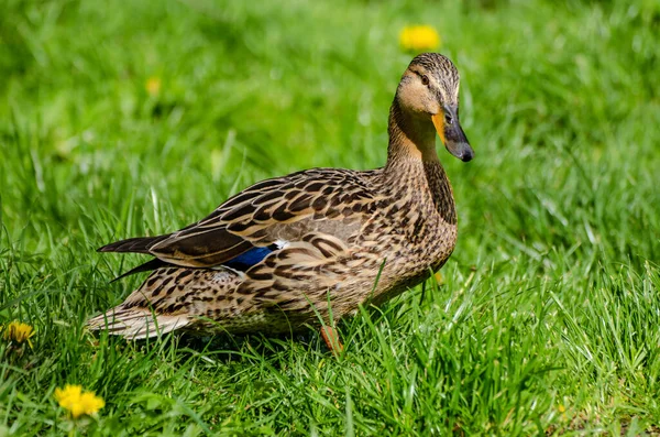 Single brown duck