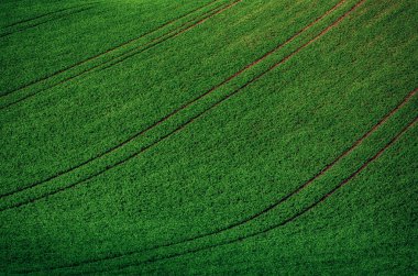 Yeşil çimen alanı arkaplanı