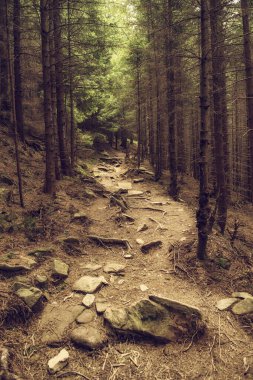 Kuzey İskandinav Ormanı