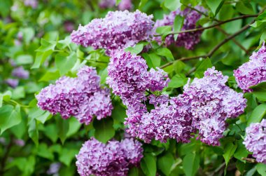 Bahar leylak çiçekleri