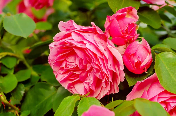 Pink roses garden — Stock Photo, Image