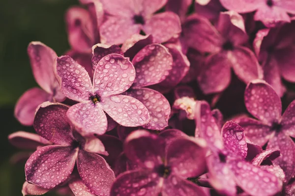 Witte lelie bloemen macro — Stockfoto