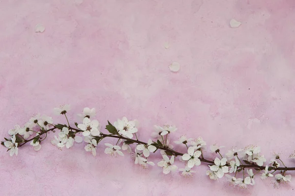Flores de cereja em cimento — Fotografia de Stock