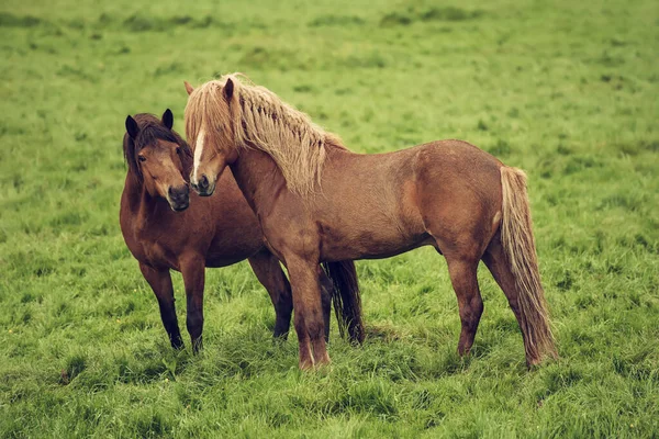 İki İzlanda atı — Stok fotoğraf