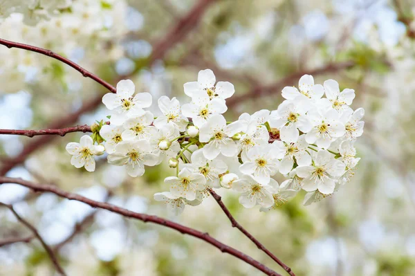 Kersen bloemen frame — Stockfoto