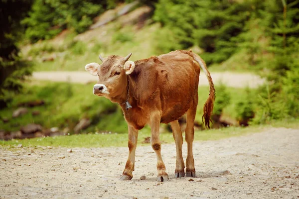 Einziges lustiges Kalb — Stockfoto