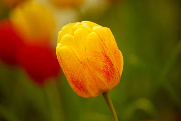 Enkel tulpanblomma — Stockfoto