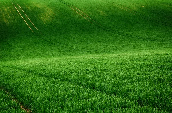 Green grass field background — Stock Photo, Image