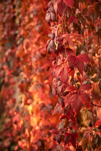 Uva silvestre hojas rojas — Foto de Stock