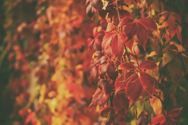 Wild grape red leaves — Stock Photo, Image