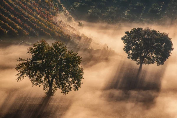 Two trees in the fog — Stock Photo, Image
