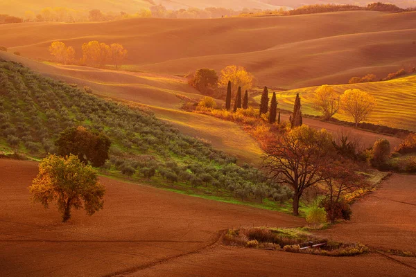 Тосканські поля і дерева. — стокове фото