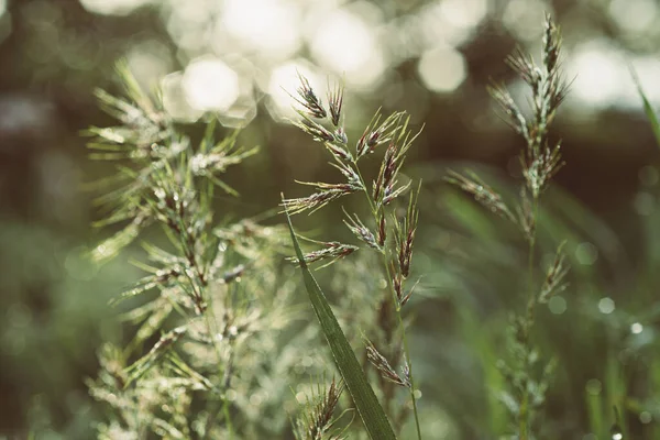 Natuurlijke abstracte zonnige achtergrond — Stockfoto